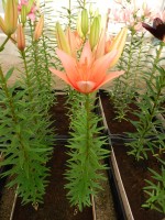 [4006 Bente s Favorite No101.JPG]